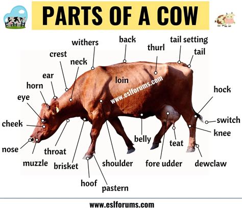 female cow in spanish.